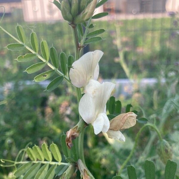 Vicia grandiflora 花