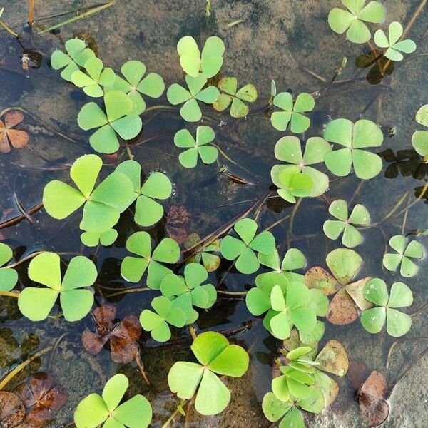 Marsilea quadrifolia Liść