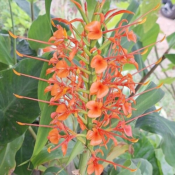 Hedychium coccineum Flower