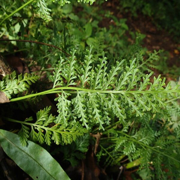 Asplenium theciferum Folha