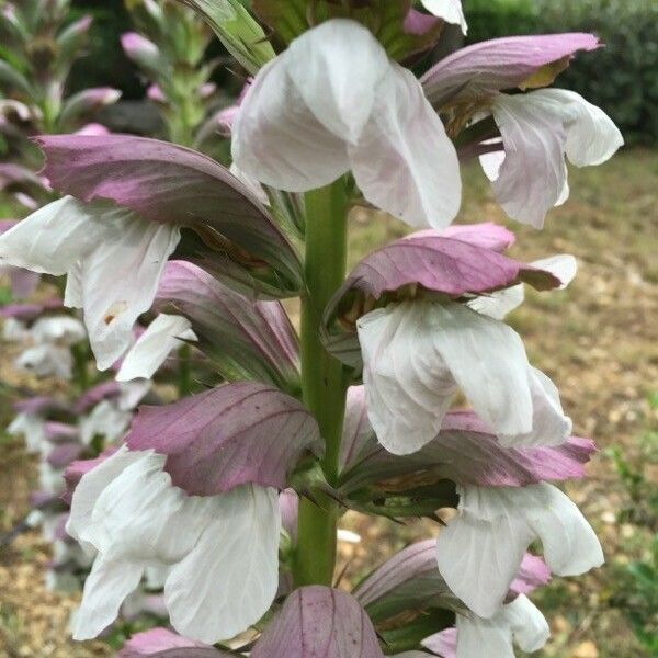 Acanthus mollis Flower