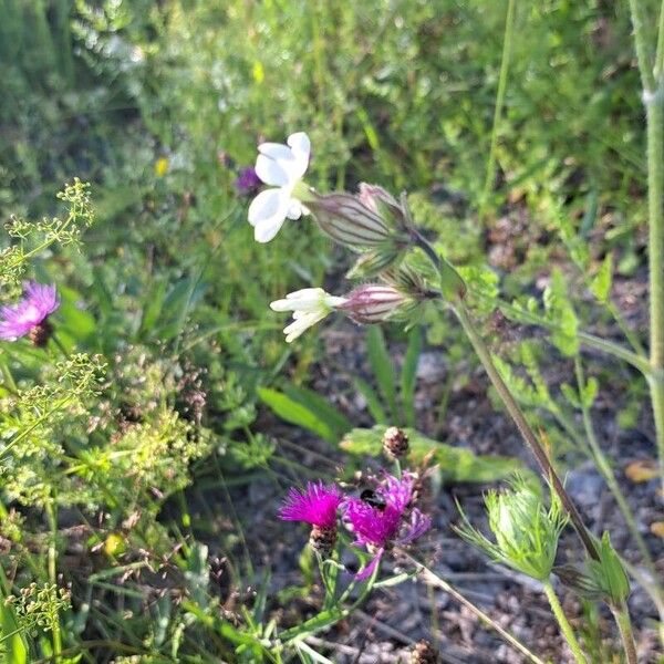 Silene dichotoma 花