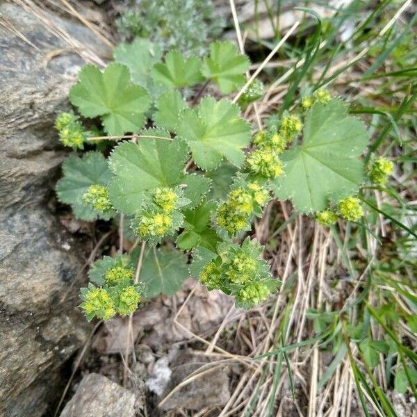 Alchemilla monticola 花