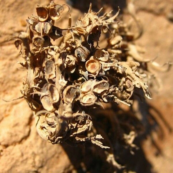 Anastatica hierochuntica Flor