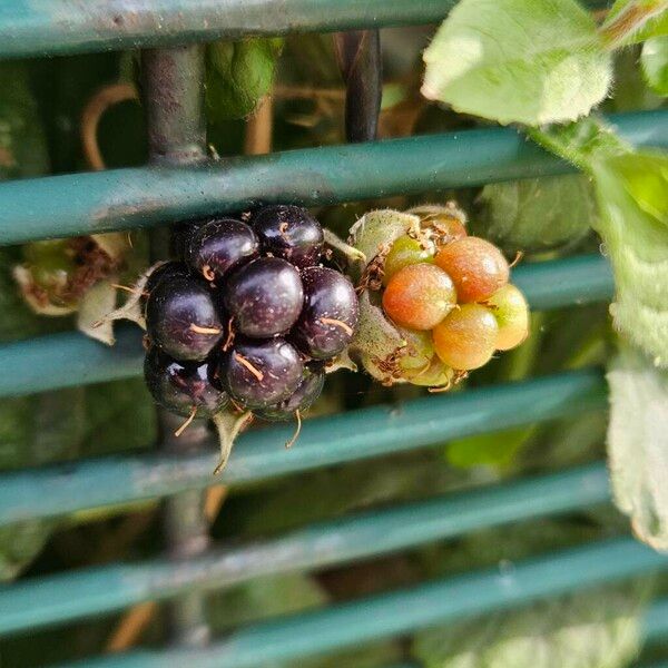 Rubus pruinosus Fruit