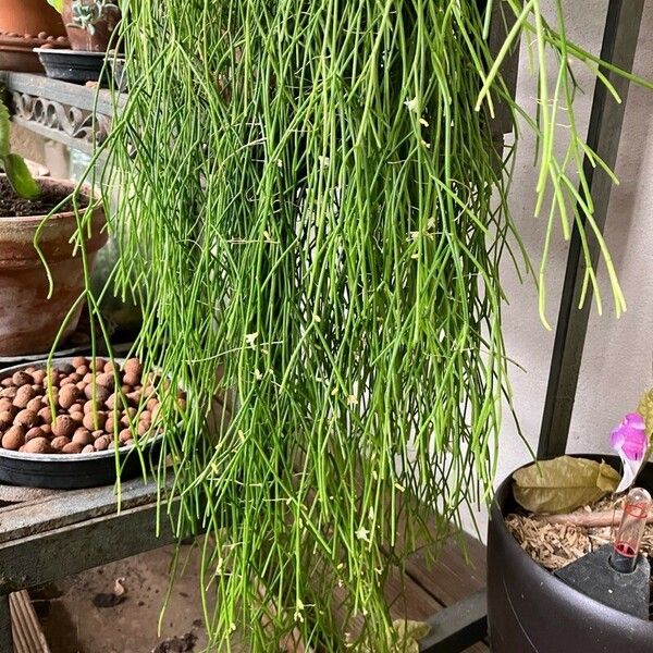 Rhipsalis baccifera Leaf