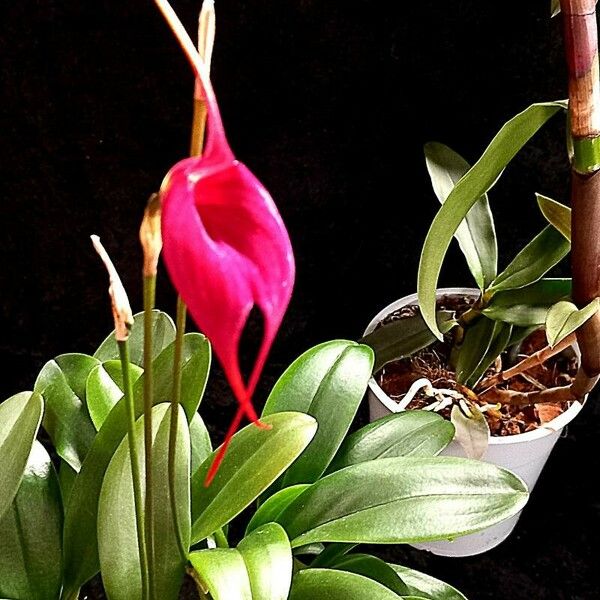 Masdevallia veitchiana Flower