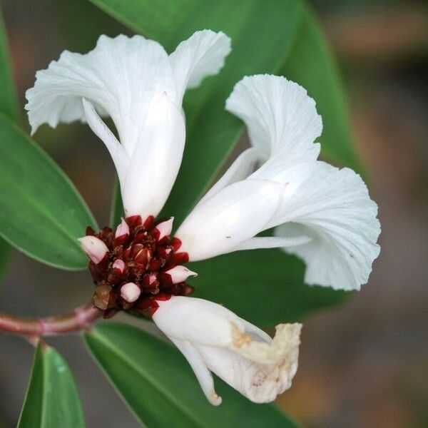 Hellenia speciosa Çiçek