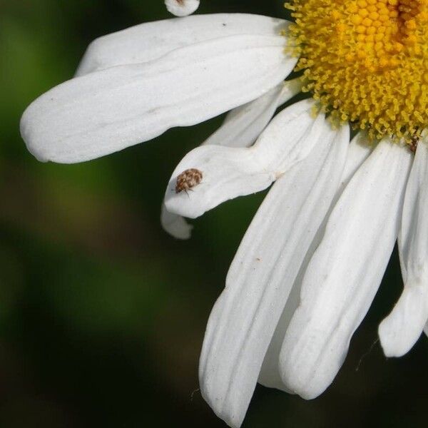 Tripleurospermum inodorum Övriga