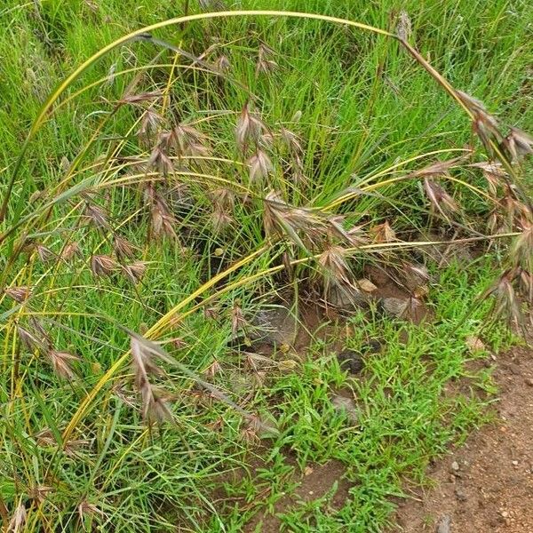 Themeda triandra Floare