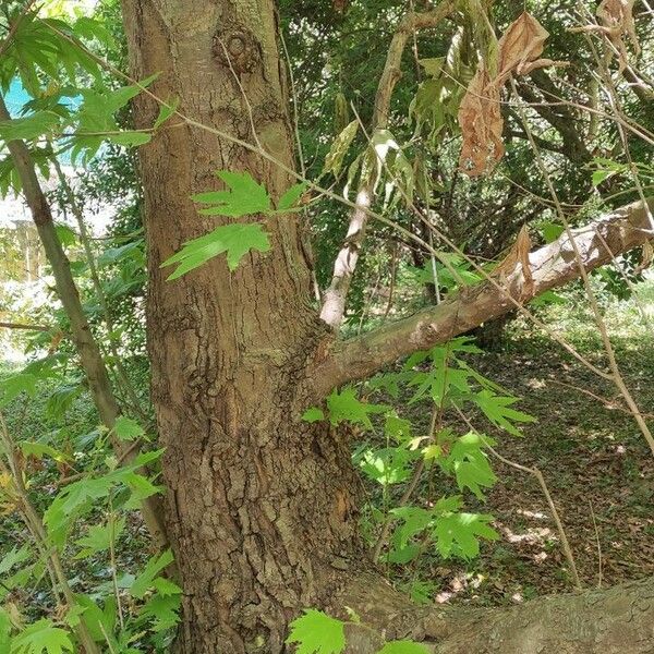 Platanus orientalis Кора