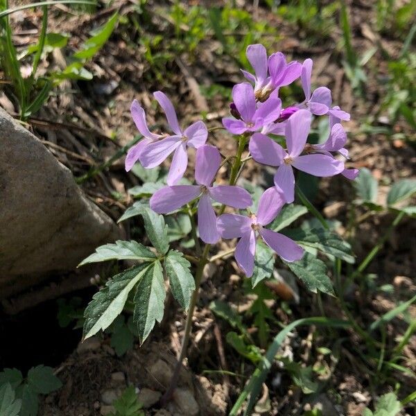 Cardamine quinquefolia Blomma