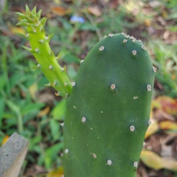 Opuntia cochenillifera Leaf