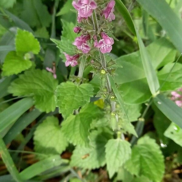 Stachys sylvatica Yeri