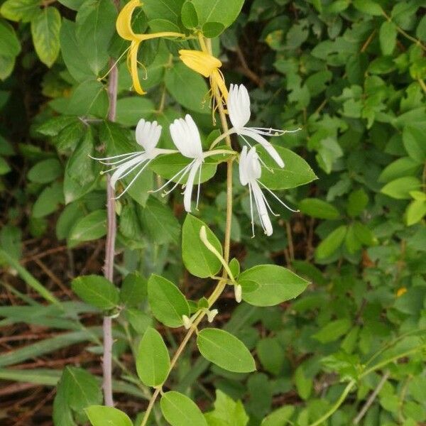 Lonicera japonica Цветок