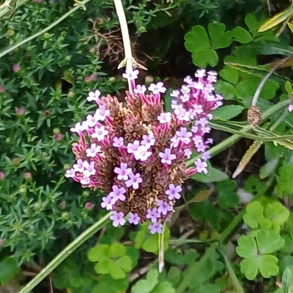 Verbena bonariensis Floro