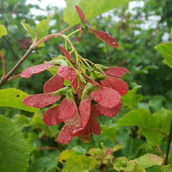 Acer tataricum ফল