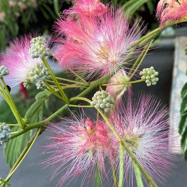 Albizia julibrissin Blomst