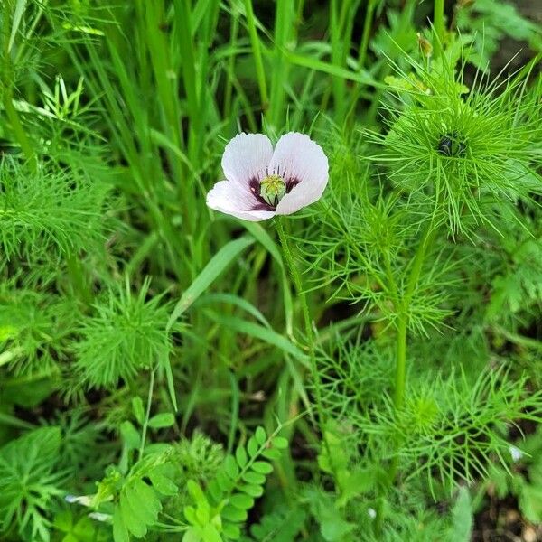 Papaver somniferum Flower