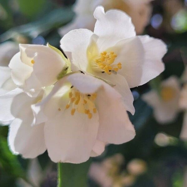 Philadelphus pubescens Kukka