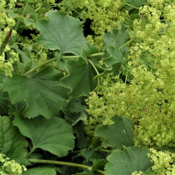 Alchemilla mollis 葉