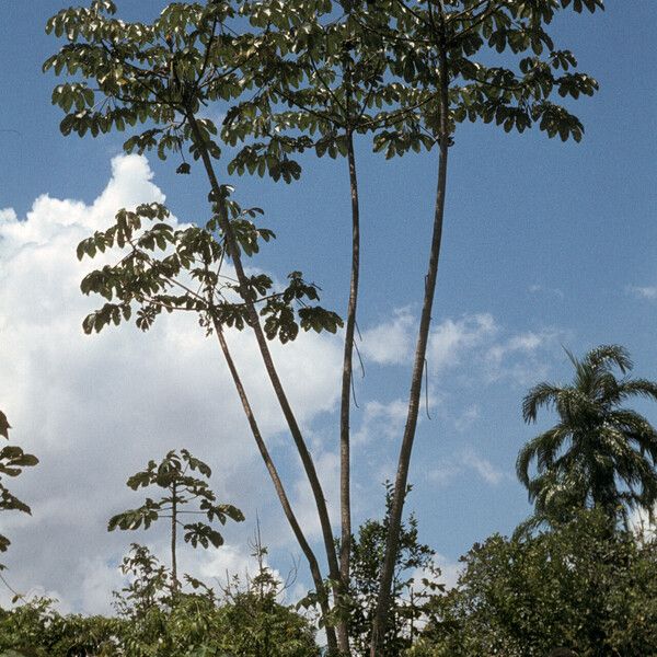 Cecropia sciadophylla Habit