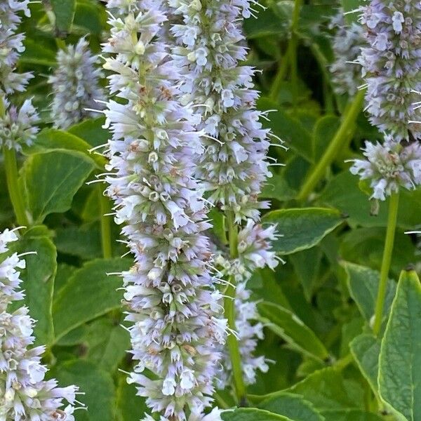 Agastache foeniculum Blomst