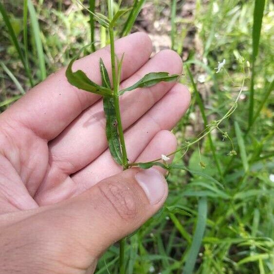 Veronica scutellata 葉