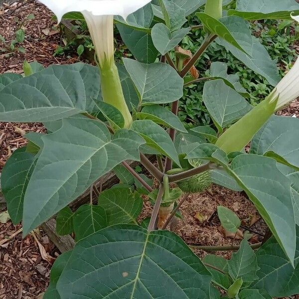 Datura innoxia Elinympäristö