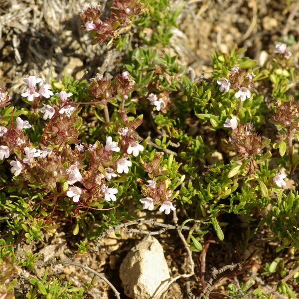 Thymus leptophyllus Flower