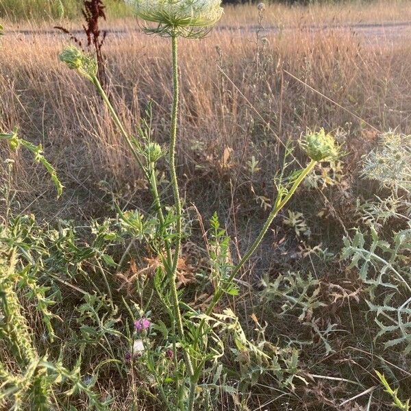 Daucus carota অভ্যাস