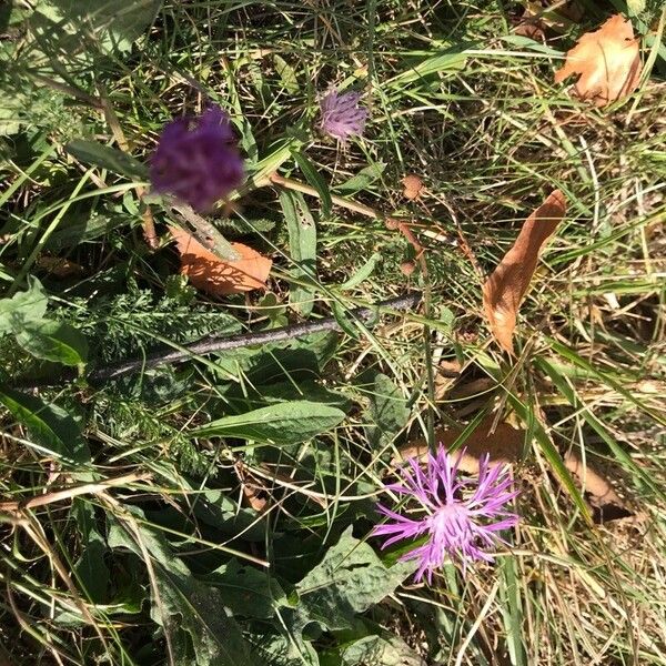 Centaurea napifolia 葉