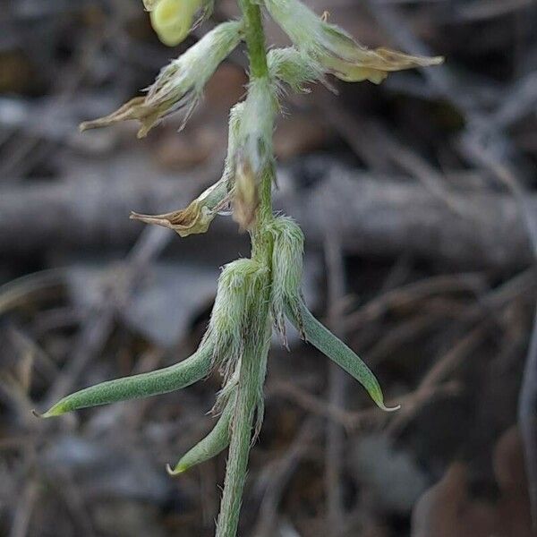 Astragalus hamosus Owoc