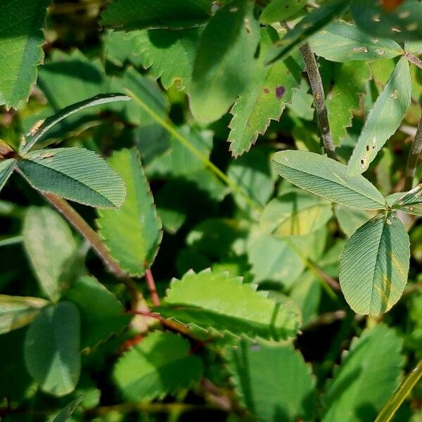 Trifolium badium Folla