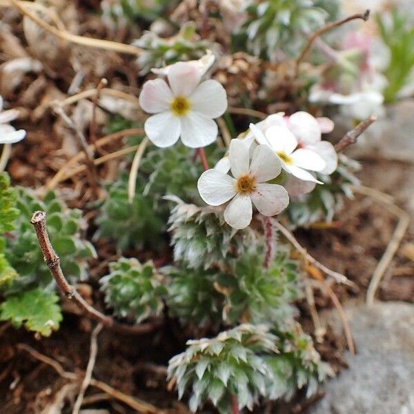 Androsace villosa Habit