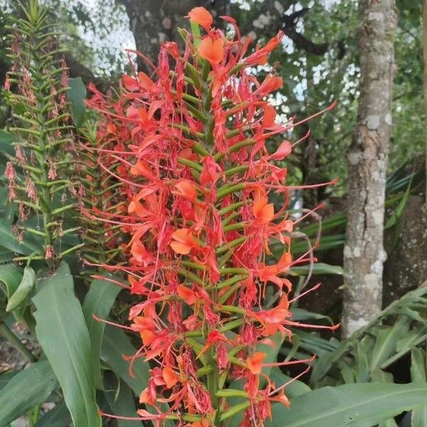 Hedychium coccineum फूल