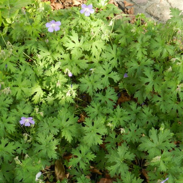 Geranium sylvaticum 葉