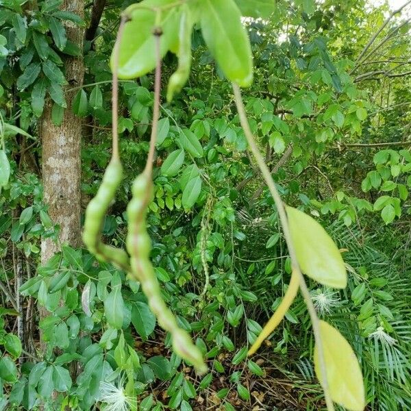 Morisonia flexuosa Frukt