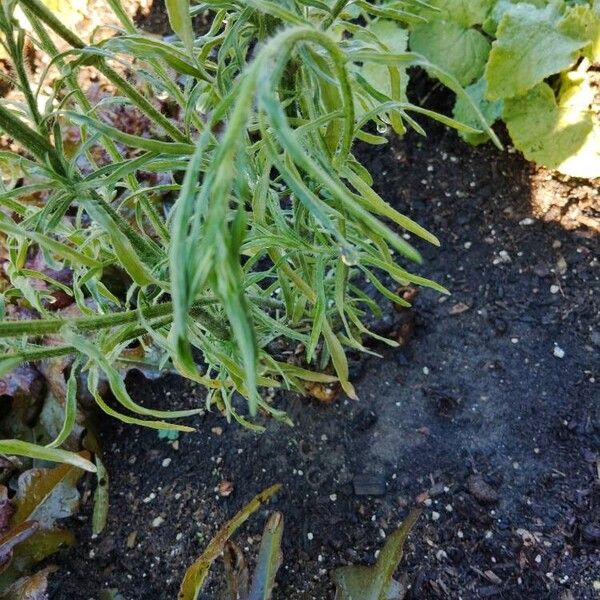 Erigeron bonariensis Leaf