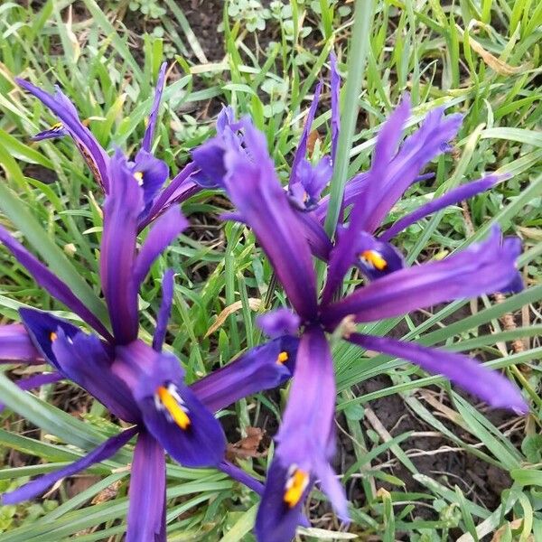 Iris xiphium Žiedas