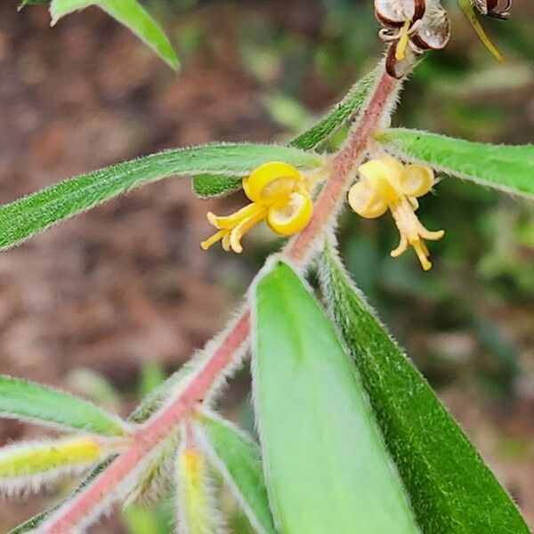 Persoonia mollis Kvet