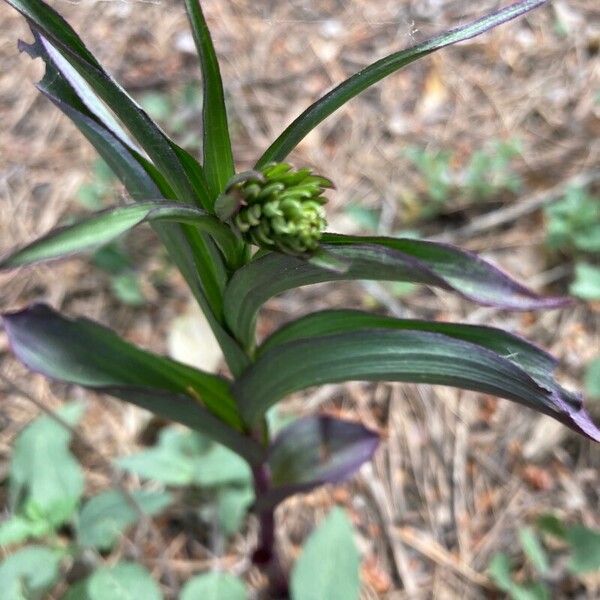 Epipactis purpurata Flower