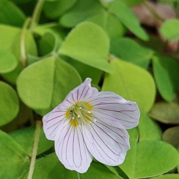 Oxalis acetosella Квітка