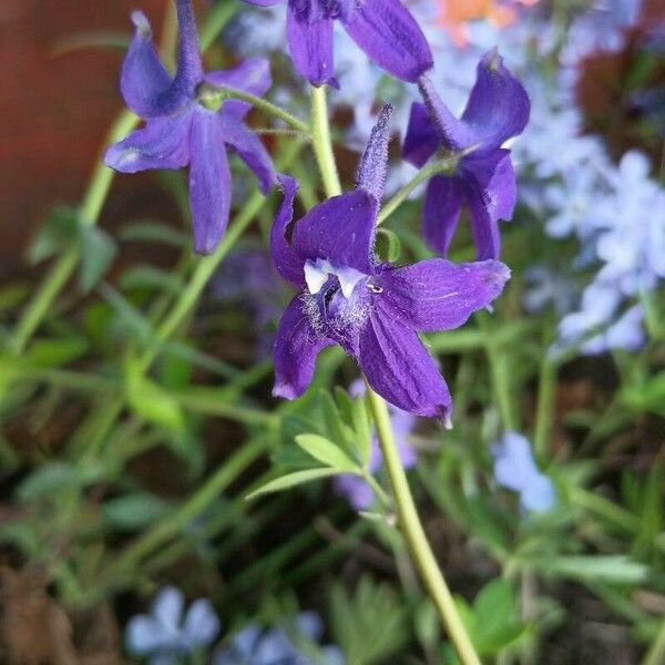 Delphinium tricorne Lorea