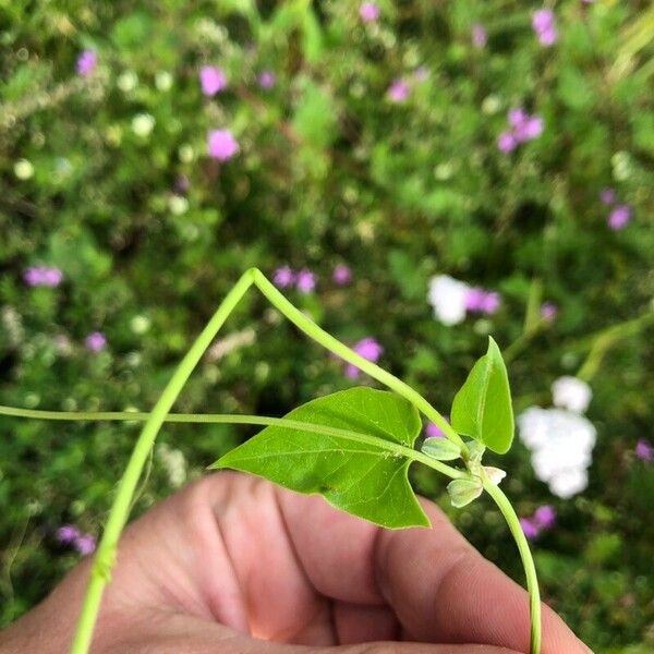 Fallopia convolvulus Deilen