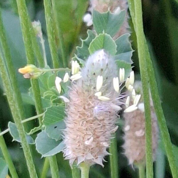 Plantago lagopus Virág