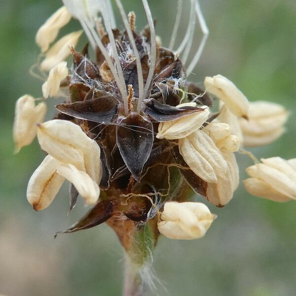 Plantago monosperma Kwiat