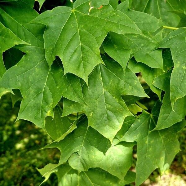 Acer saccharum Leaf