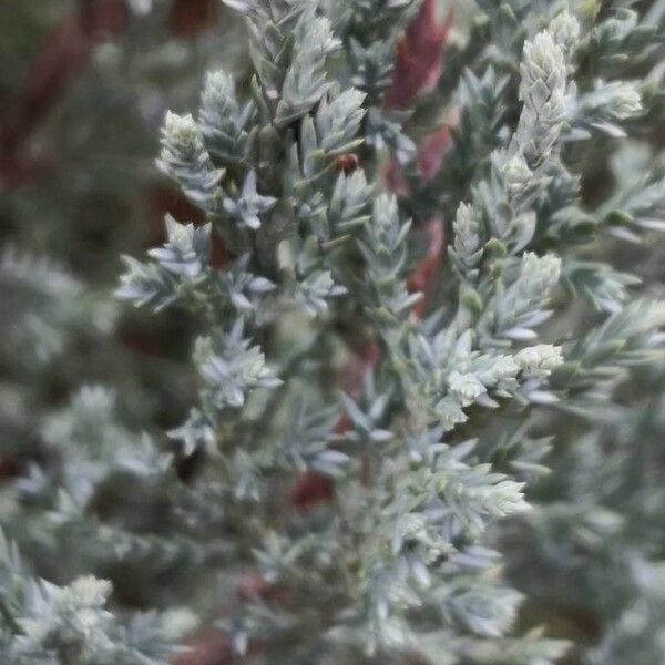 Juniperus scopulorum Yaprak