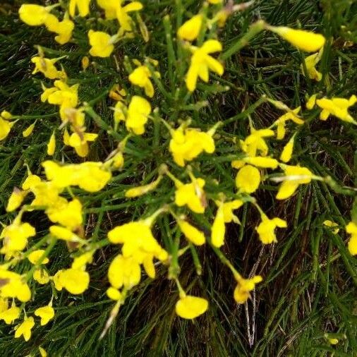 Genista acanthoclada പുഷ്പം